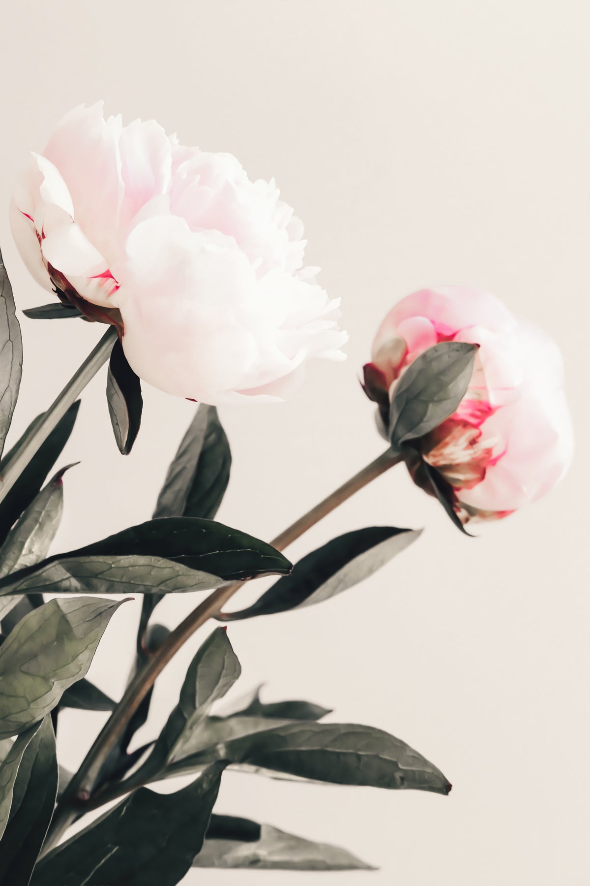 aluminium-print-peony-23