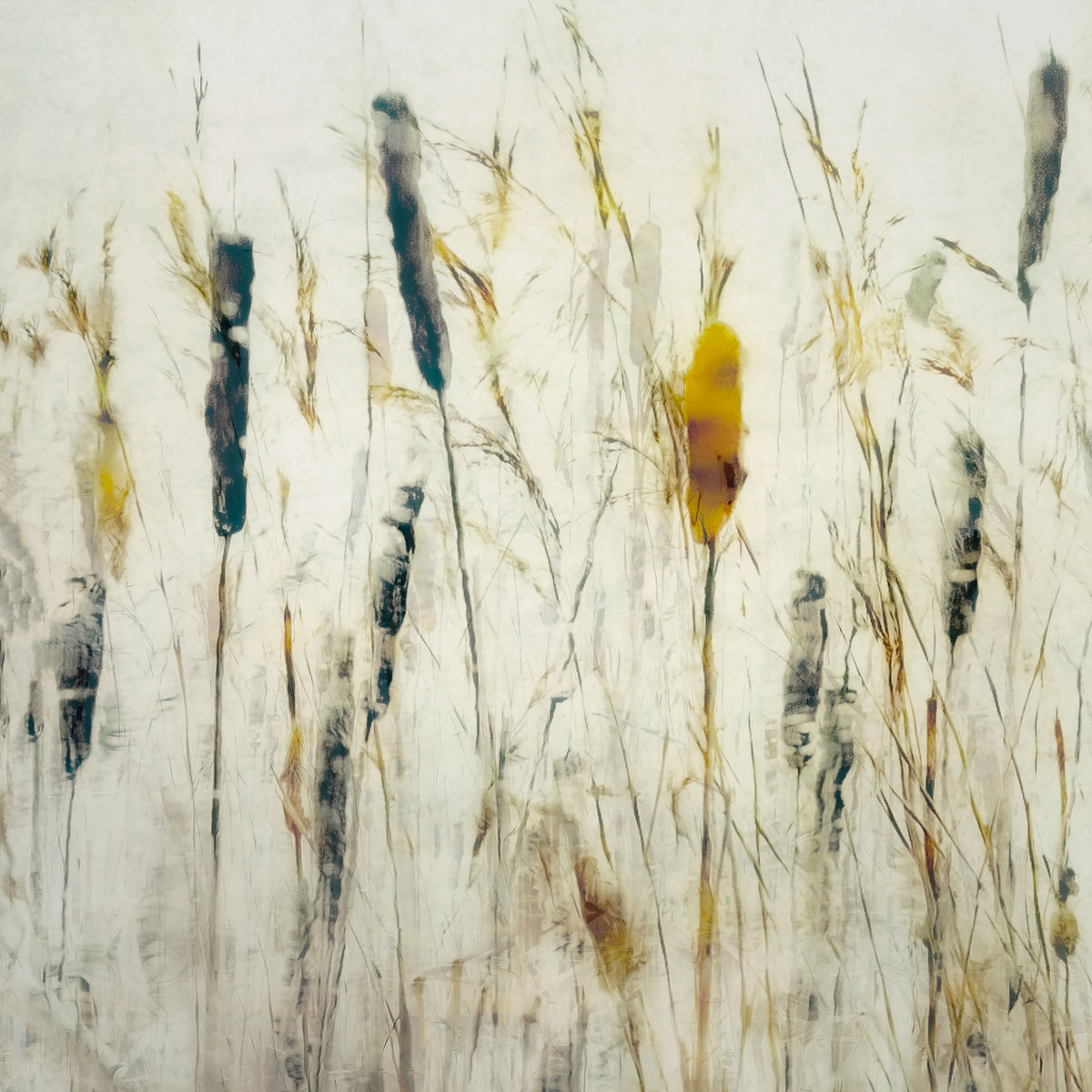 canvas-print-cattail-and-reeds