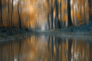 acrylic-print-the-woods-x