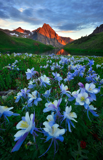 poster-print-blue-columbine-paradise