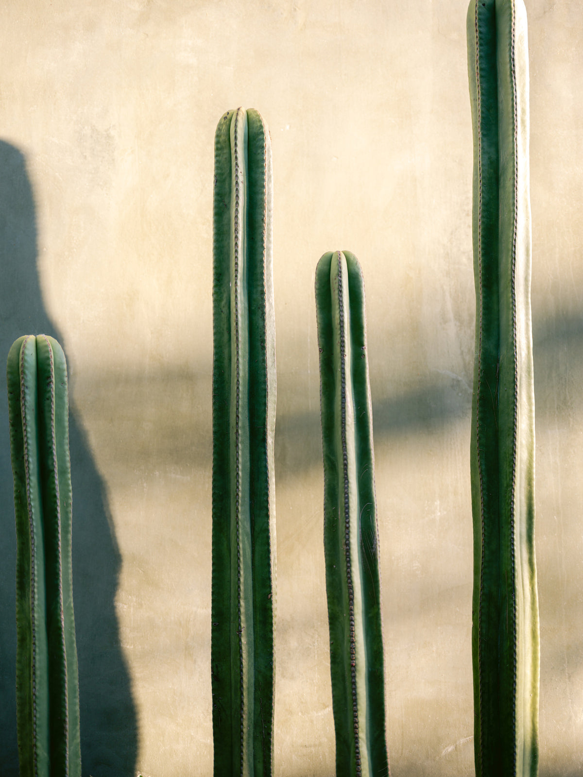 acrylic-print-oaxaca-shades-of-green-mexico-travel-photography