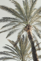 framedposter-print-palm-005