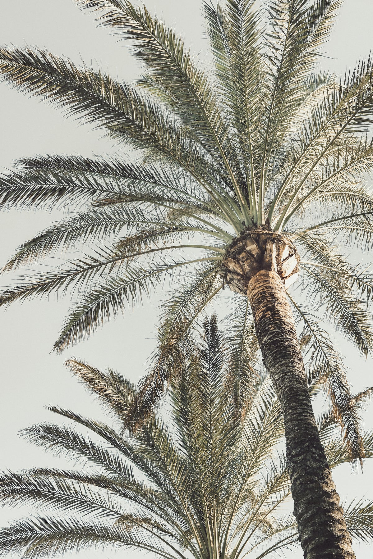 framedposter-print-palm-005