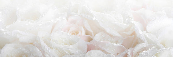 panoramic-3-piece-canvas-print-white-roses-in-the-morning-dew-panorama