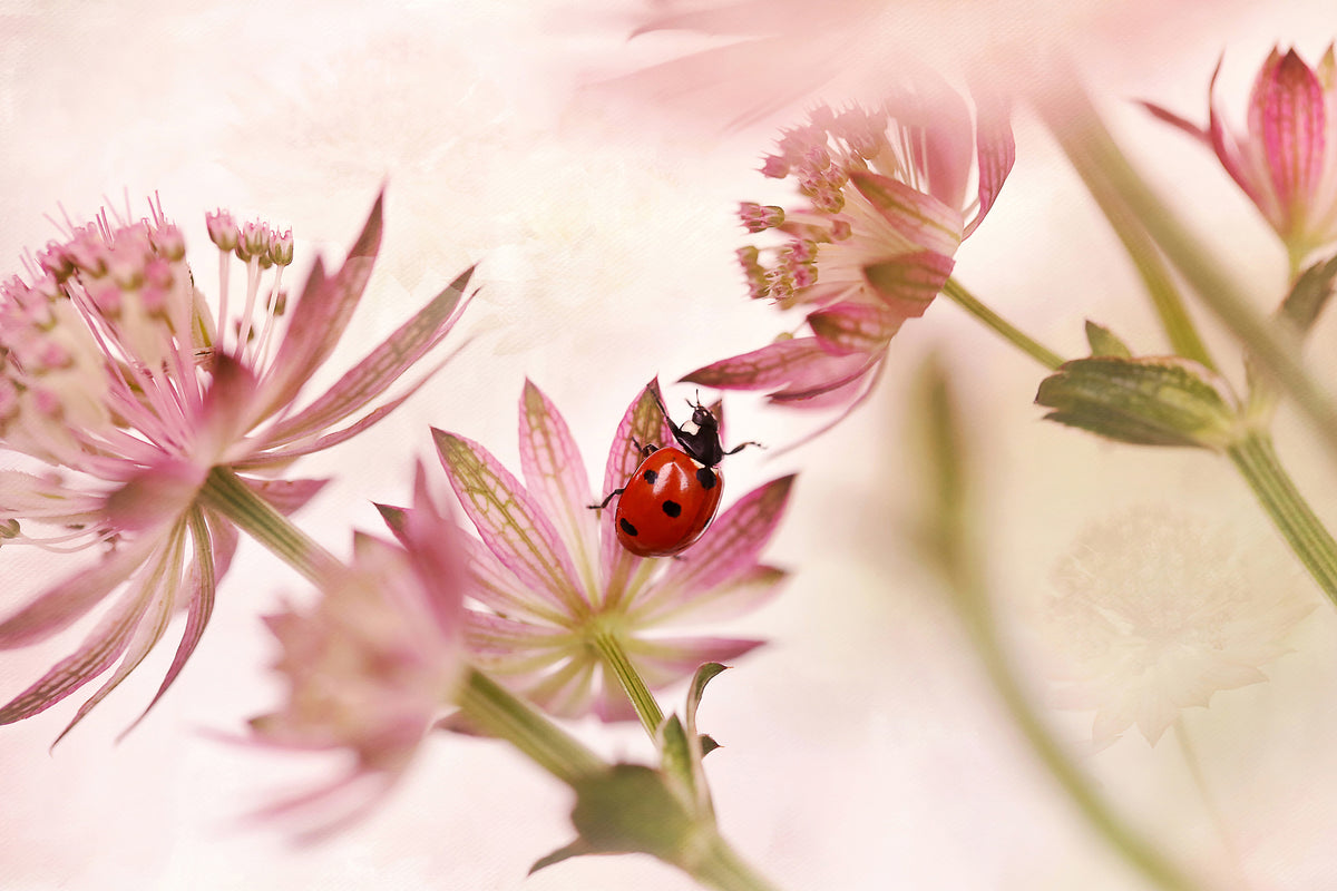 canvas-print-ladybird-and-pink-flowers-x