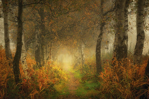 canvas-print-dream-forest