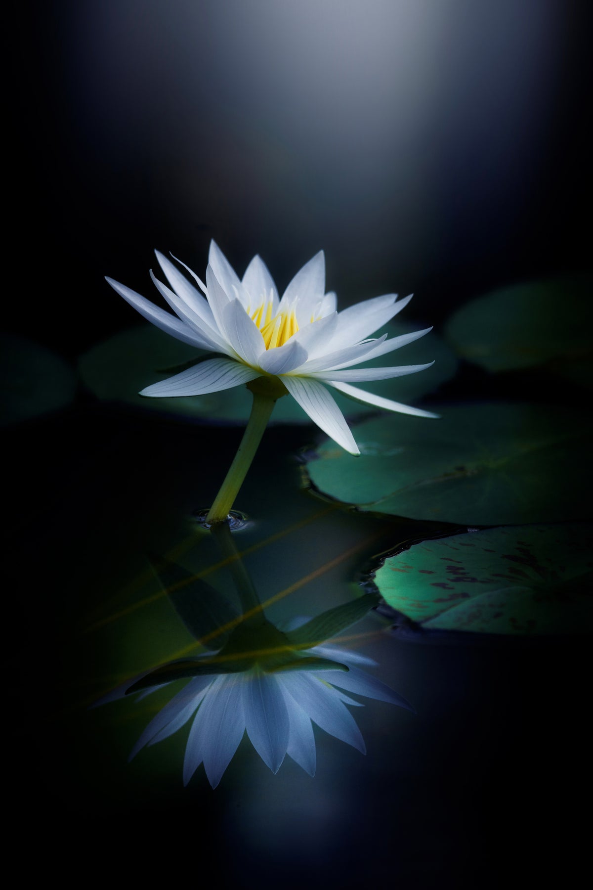 framedposter-print-reflection-iii