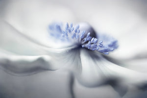 modern-3-piece-aluminium-print-anemone-spirit