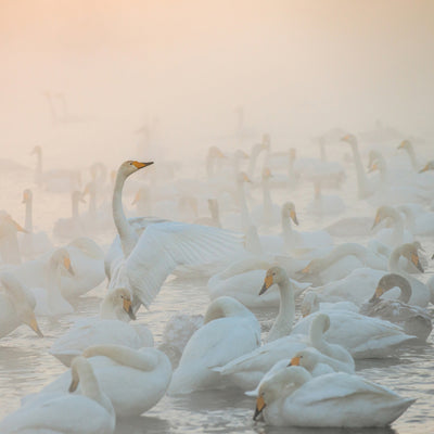 poster-print-song-of-the-morning-light