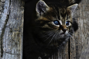 3-piece-acrylic-print-cats-child