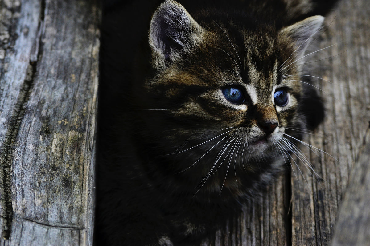 3-piece-acrylic-print-cats-child