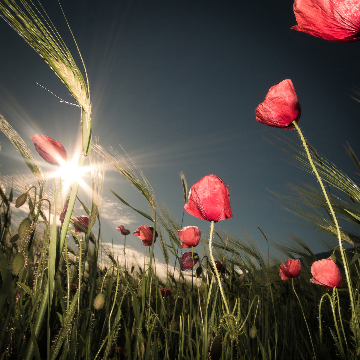 aluminium-print-summer-is-here-x