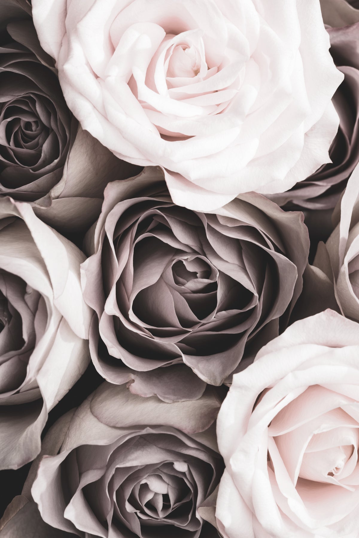 acrylic-print-roses-4
