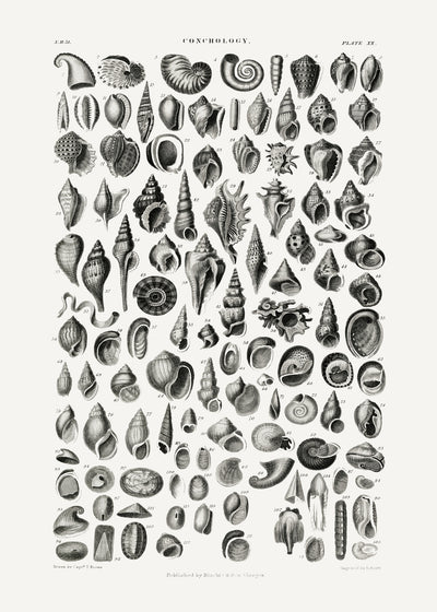 poster-print-sealife-iii