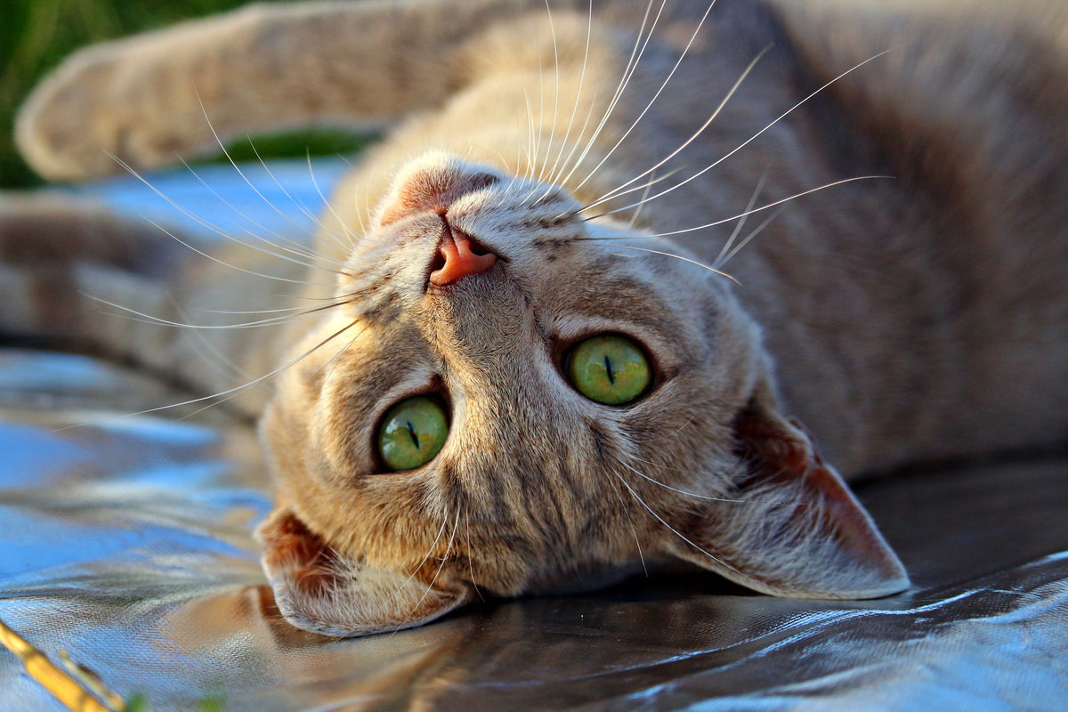 acrylic-print-green-eye
