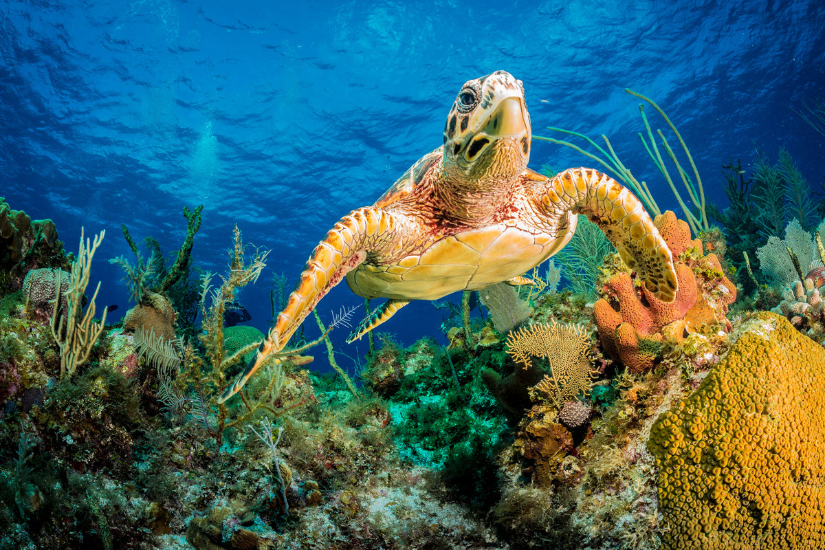 acrylic-print-turtle-in-the-reef