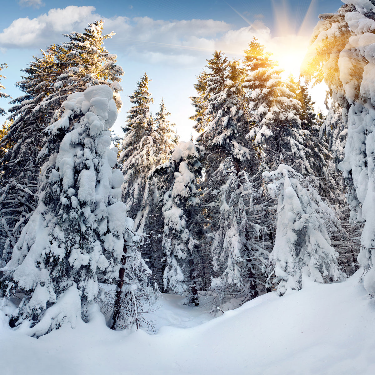 acrylic-print-fir-in-snow