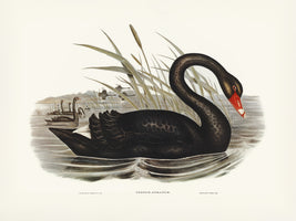 framedcanvas-print-black-swan