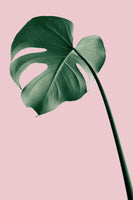 aluminium-print-monstera-pink-no-05