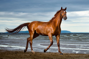 framedposter-print-a-thoroughbred-at-the-sea