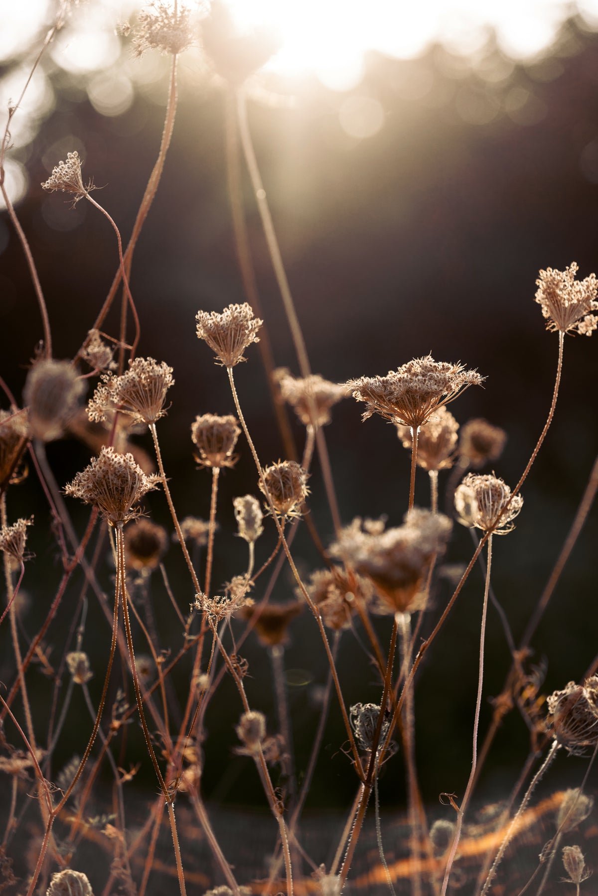 acrylic-print-warm-winter-light-2