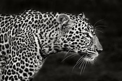 poster-print-leopard-close-up-x