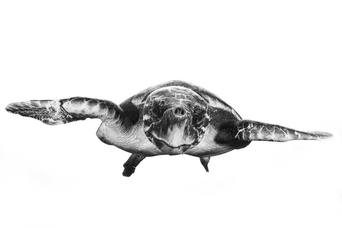 aluminium-print-white-and-turtle