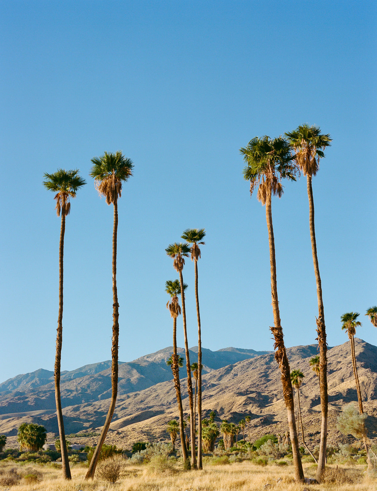 canvas-print-palm-springs-morning-on-film