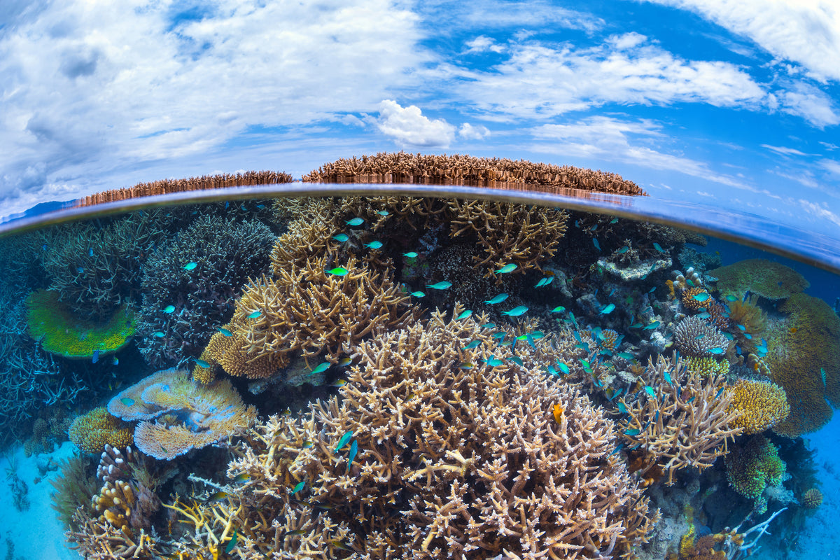 acrylic-print-split-level-from-mayotte-reef-x