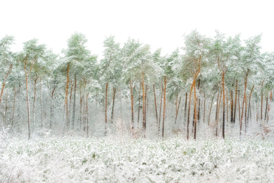 poster-print-snow-world