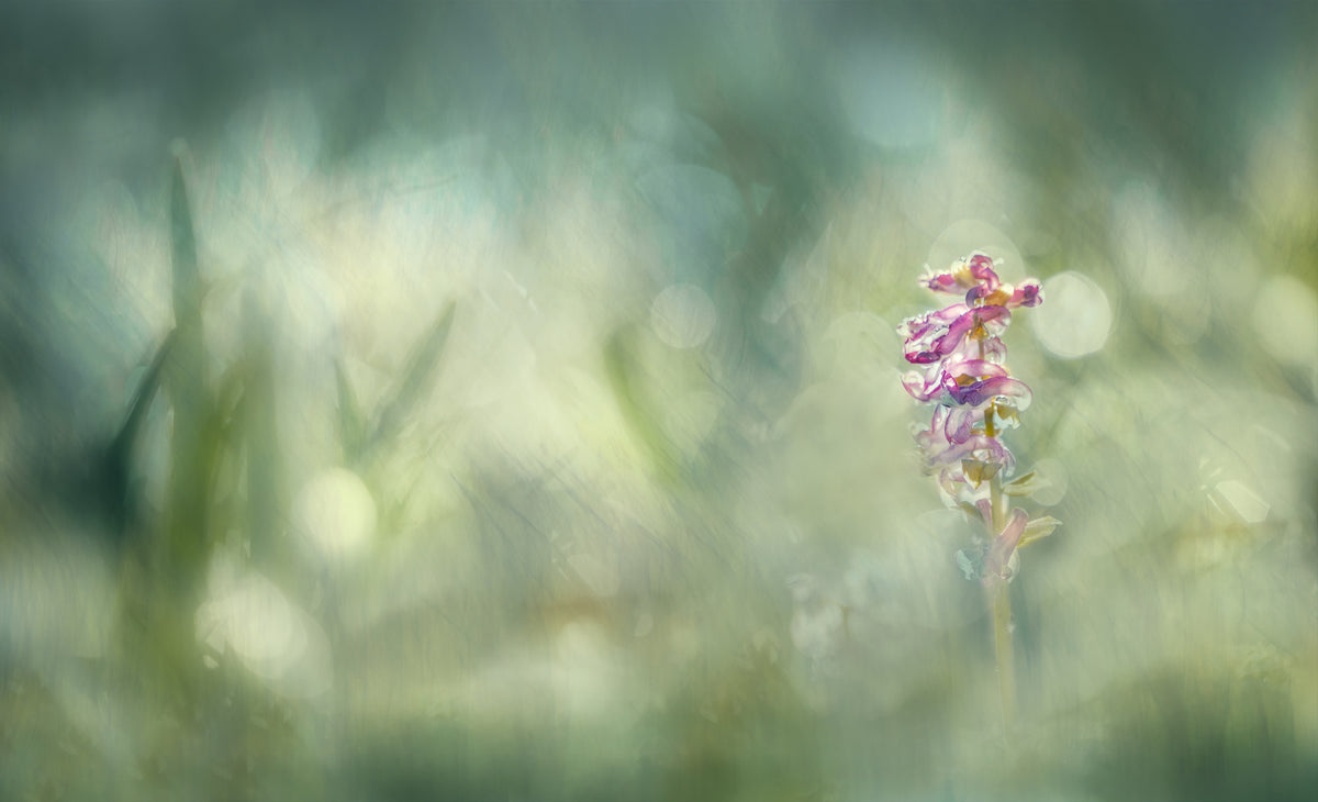 canvas-print-morninglight