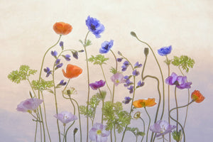 aluminium-print-poppy-a-anemone-x