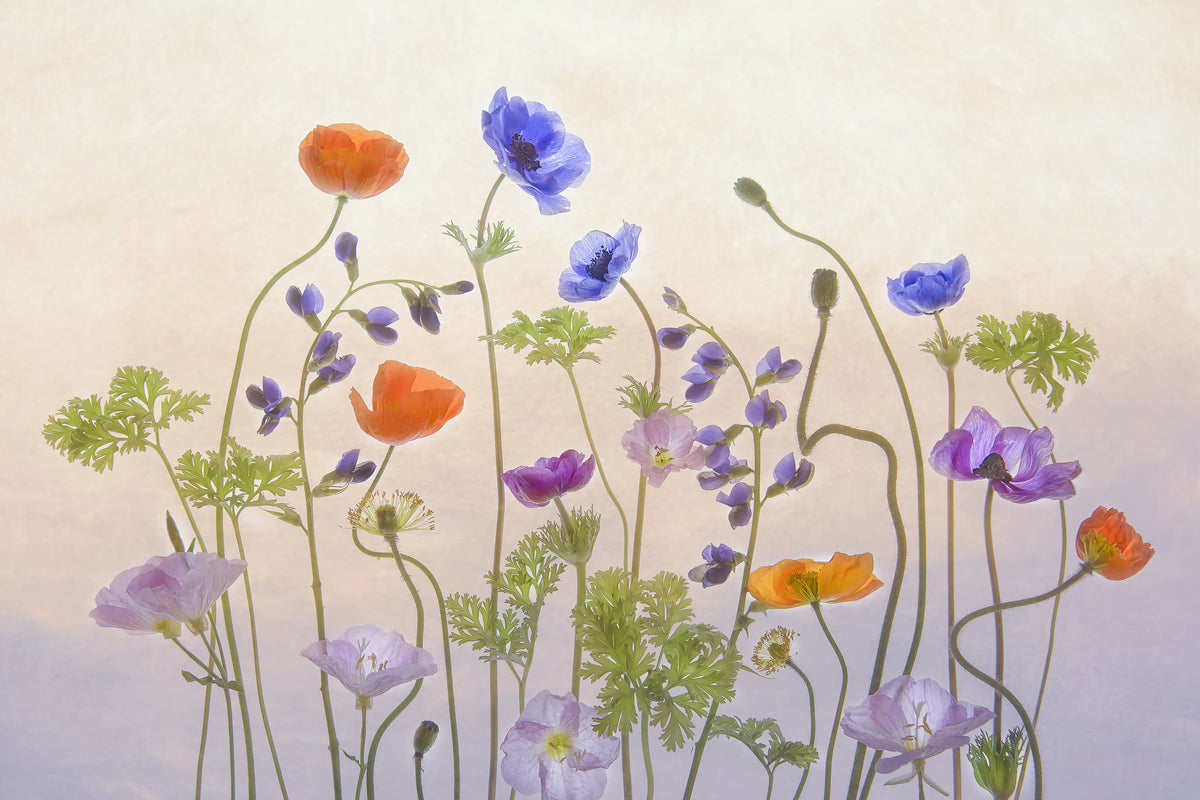 aluminium-print-poppy-a-anemone-x