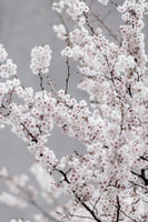 acrylic-print-colorful-spring-6