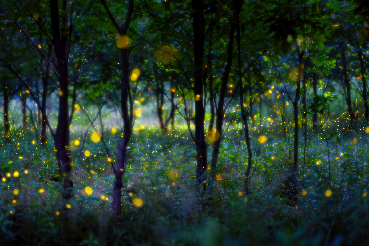 aluminium-print-magic-fireflies-x