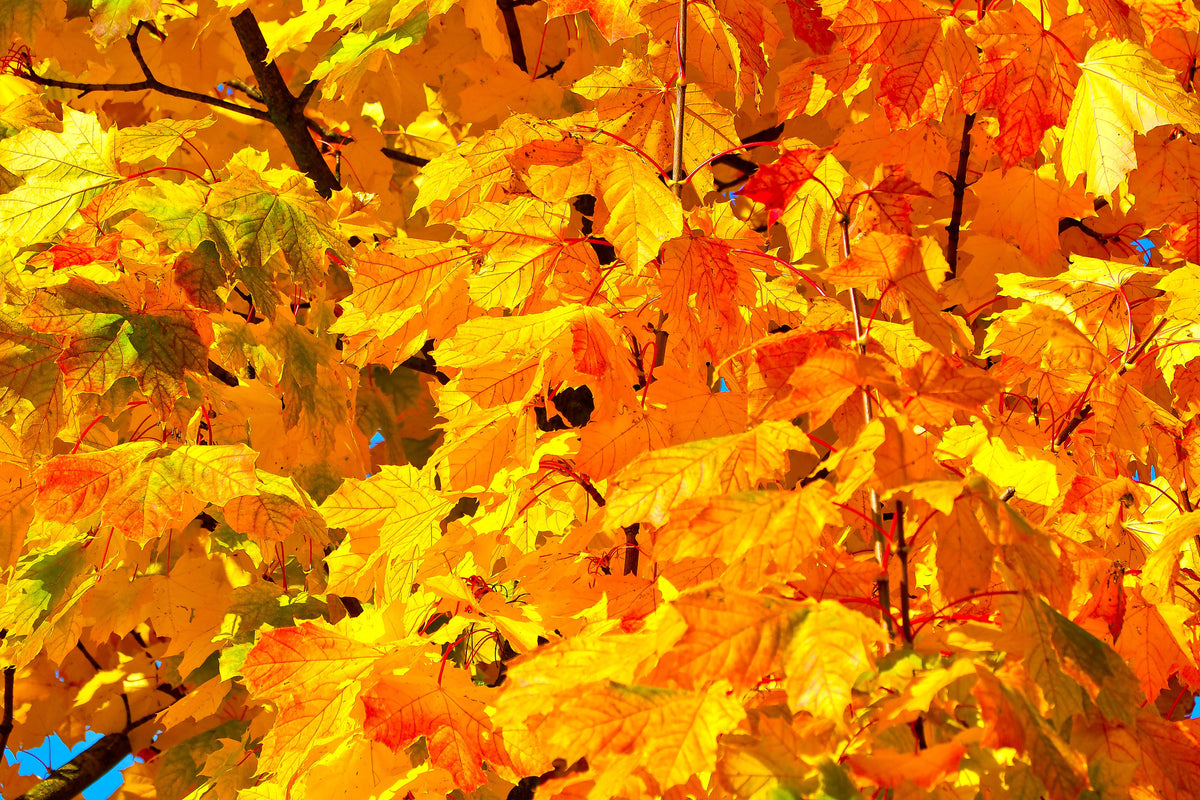 framedcanvas-print-autumn-leaves-ii