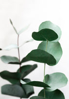 framedcanvas-print-eucalyptus-5-a1
