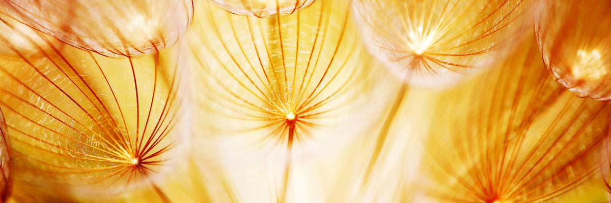 panoramic-aluminium-print-close-up-dandelion-in-light-panorama