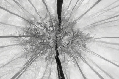 poster-print-in-the-winter-treetops