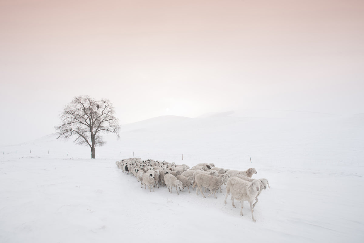 acrylic-print-flock-looking-for-food-x