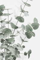framedcanvas-print-eucalyptus-003