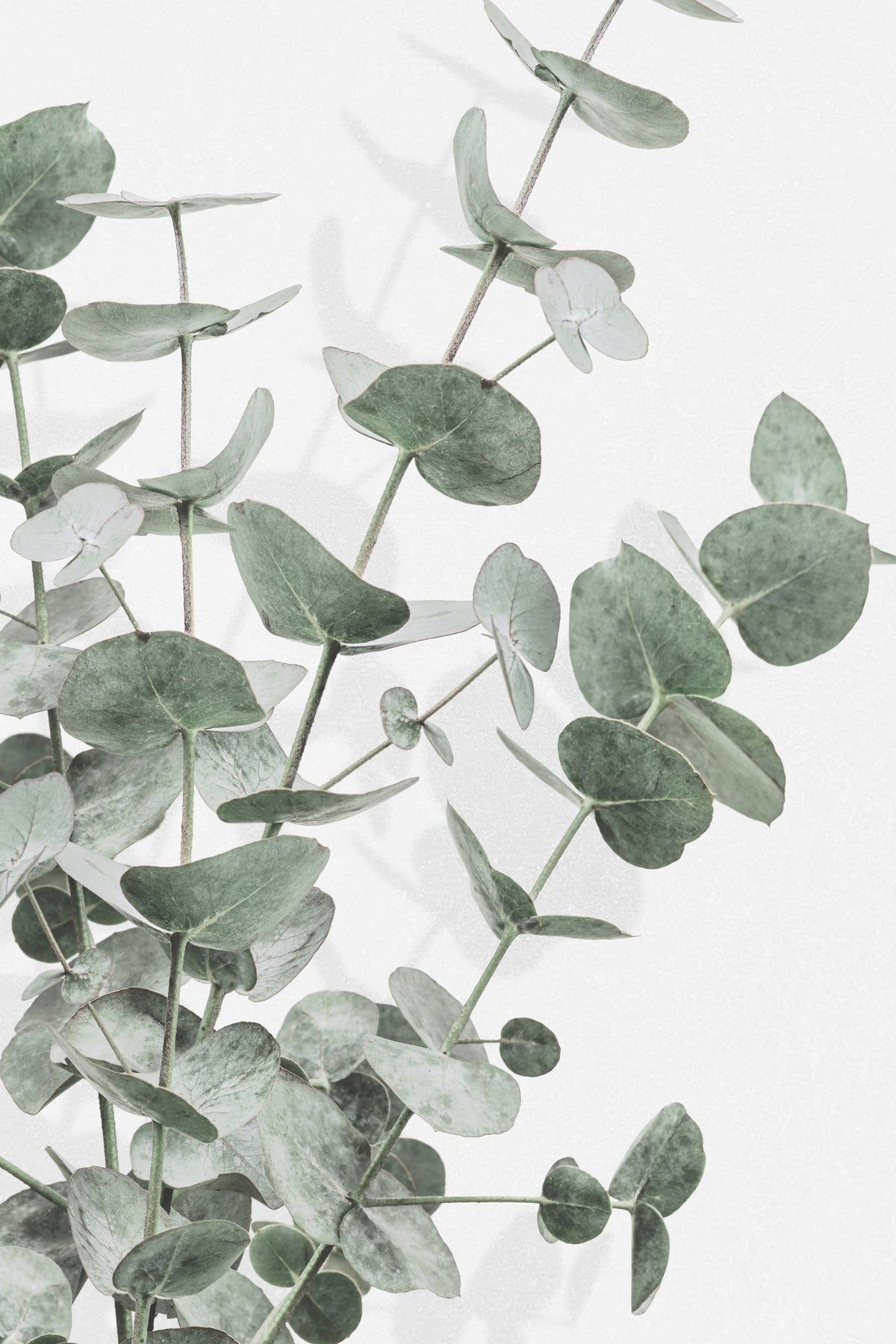 framedcanvas-print-eucalyptus-003