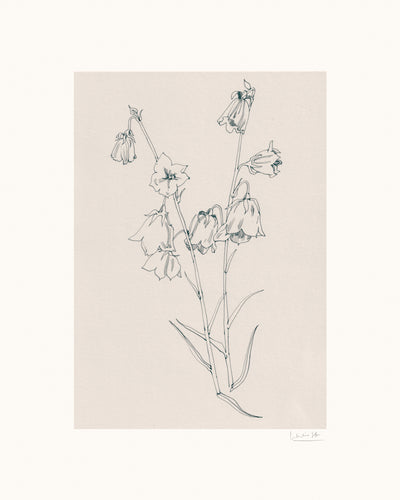 poster-print-bellflowers-ink-drawing