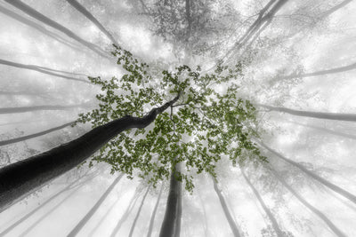 poster-print-green-leaves-5