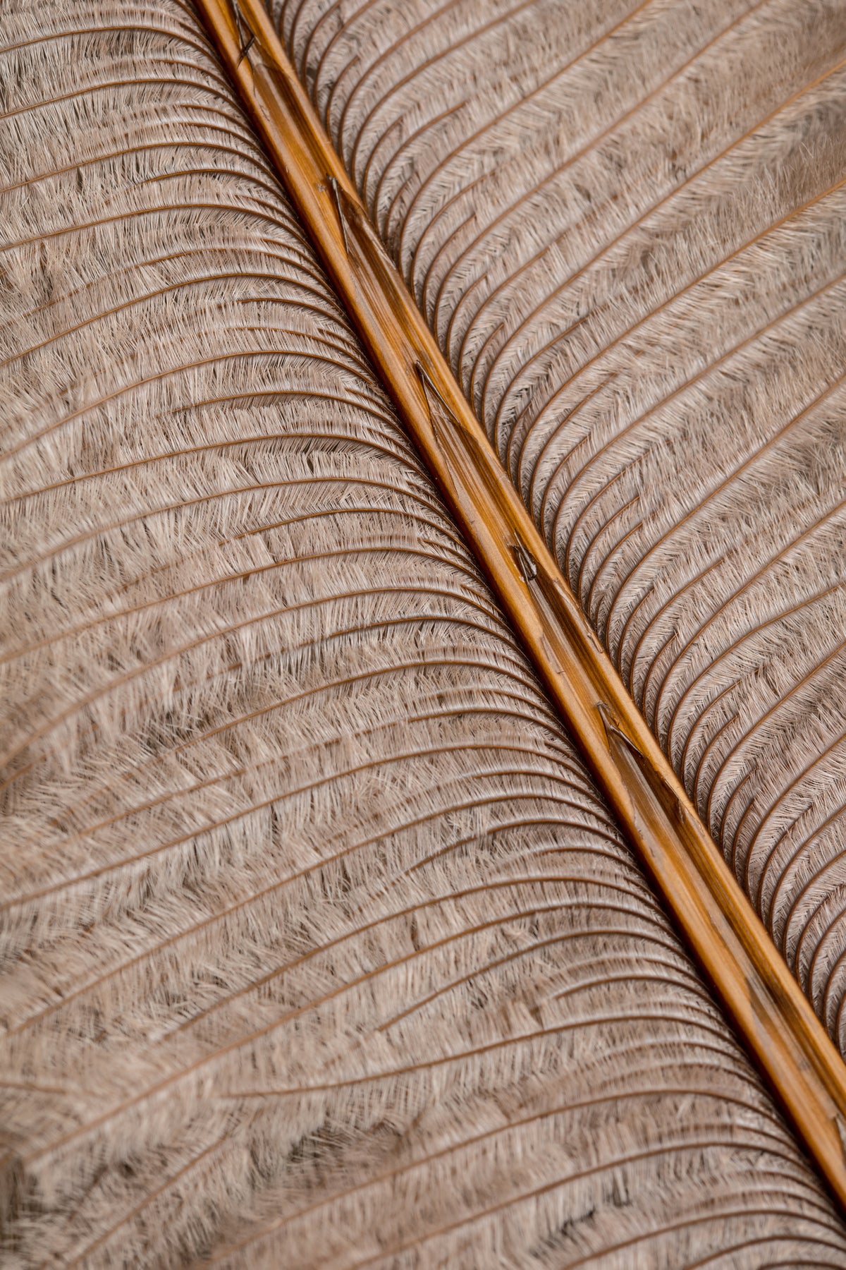 framedcanvas-print-feather-007