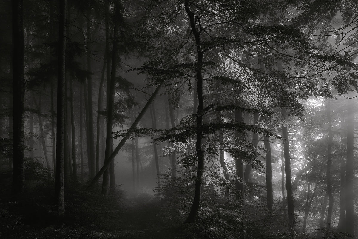 canvas-print-morning-light-2