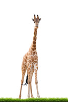 framedposter-print-the-long-giraffe