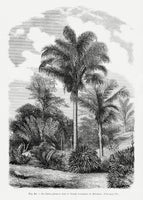 canvas-print-vintage-palm-tree-drawing-vi