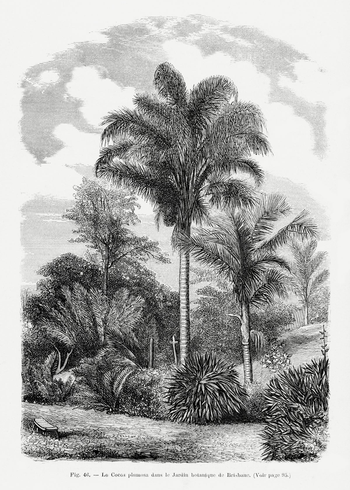 canvas-print-vintage-palm-tree-drawing-vi