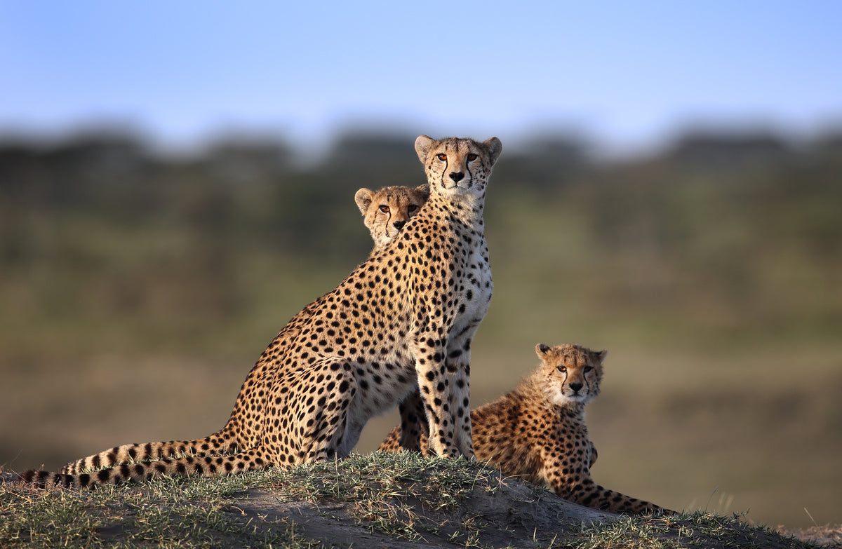 framedposter-print-cheetahs-family